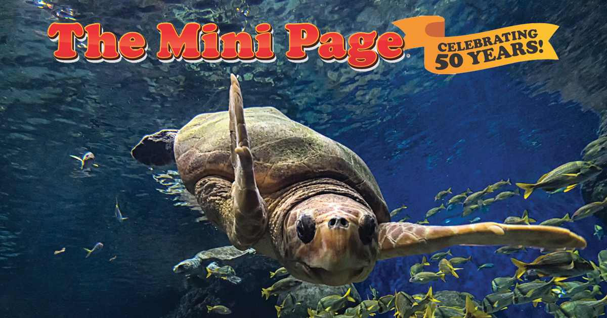 blog_mp_terrific-turtles