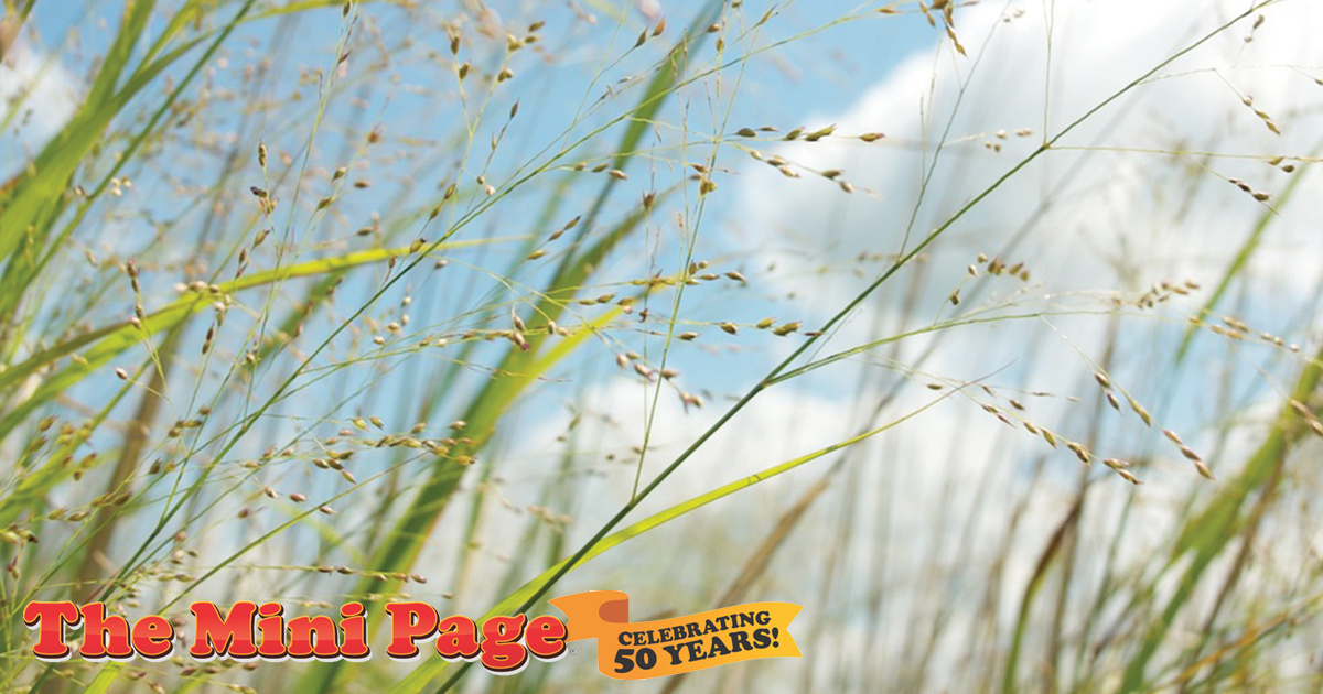 blog_mp_sea-of-grass