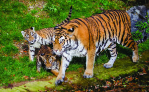 A tiger mom and her kids