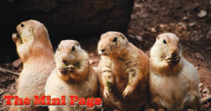MiniPageCover20007272020 Meet the Prairie Dog
